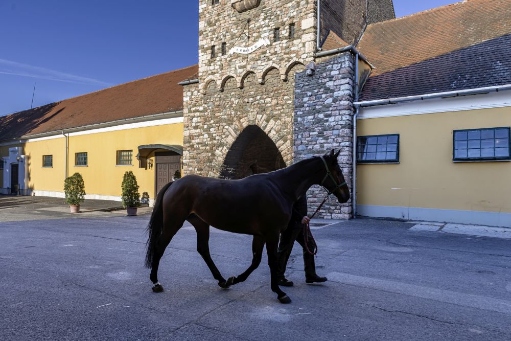 Bábolna – 2025 – 07